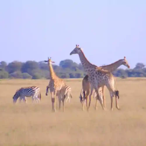 Botswana Safari
