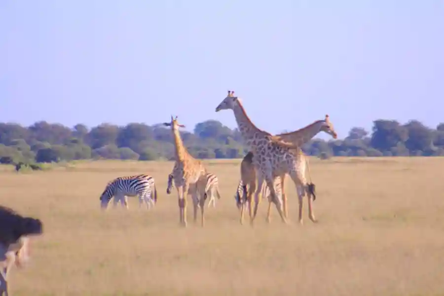 Botswana Safari